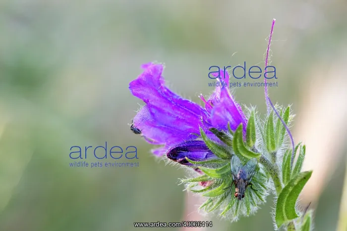 : Purple flower. Guadarrama National Park, Madrid : Purple flower. Guadarrama National Park, Madrid