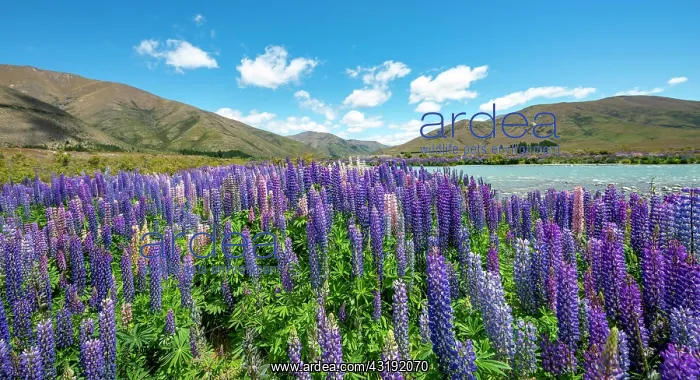 : Purple flowering Large-leaved lupin (Lupinus polyphyllus) : Purple flowering Large-leaved lupin (Lupinus polyphyllus)