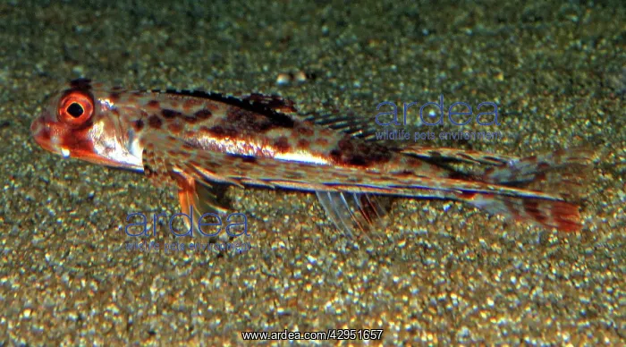 : Purple Flying Gurnard, Japanese waters, north Pacific : Purple Flying Gurnard, Japanese waters, north Pacific