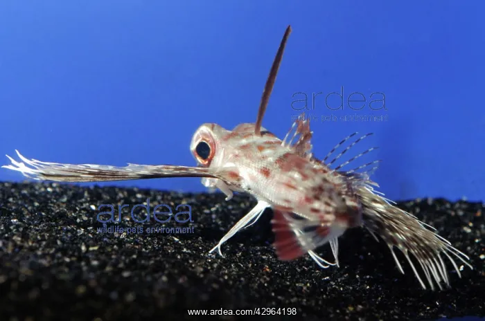  : Purple Flying Gurnard, Japanese waters, north Pacific.marin