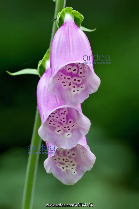 : Purple Foxglove : Purple Foxglove