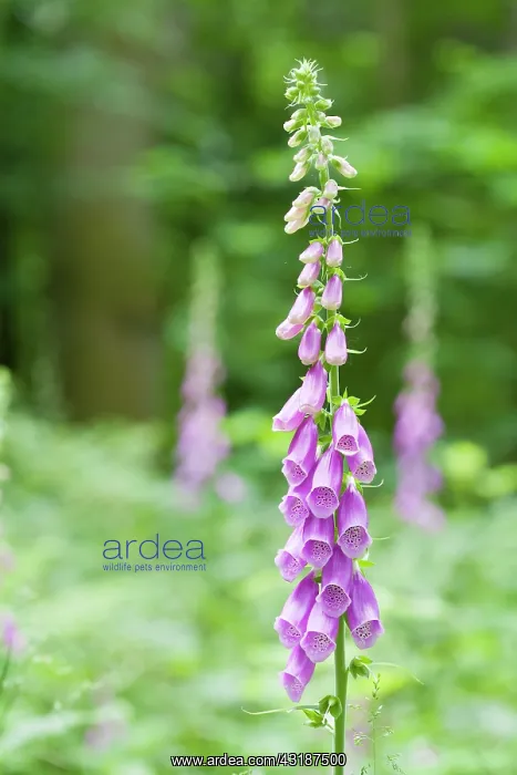 : Purple Foxglove : Purple Foxglove