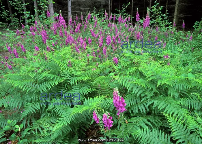 : Purple Foxglove - mass population in forest clearing : Purple Foxglove - mass population in forest clearing