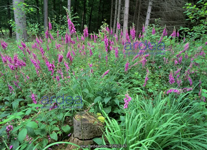 : Purple Foxglove - mass population in forest clearing : Purple Foxglove - mass population in forest clearing