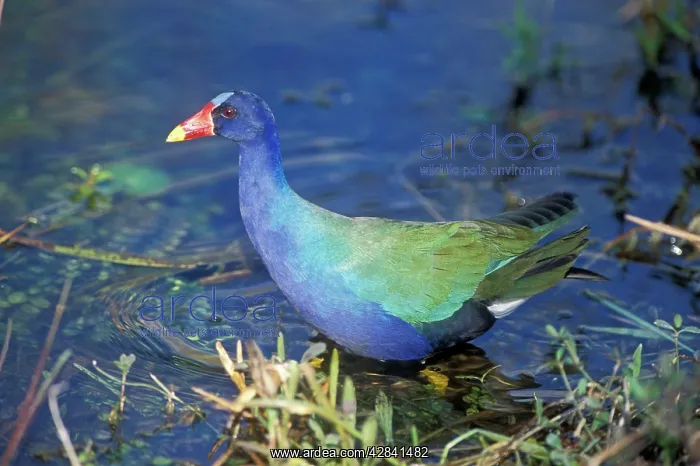 : Purple GALLINULE : Purple GALLINULE