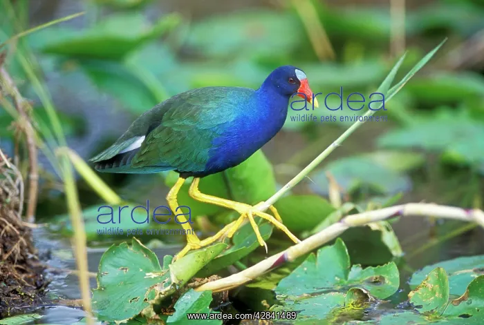 : Purple GALLINULE : Purple GALLINULE