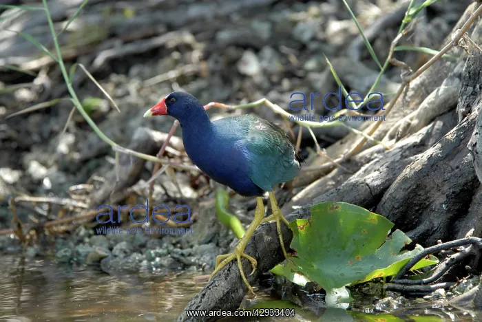 : Purple Gallinule : Purple Gallinule
