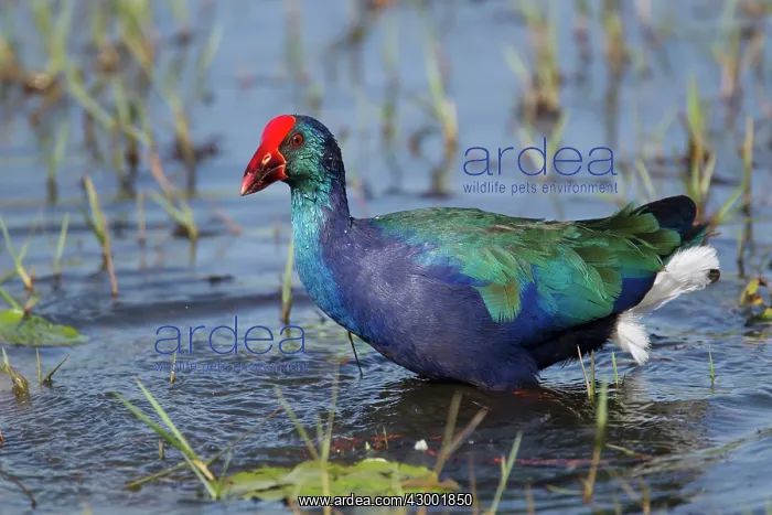 : Purple Gallinule : Purple Gallinule