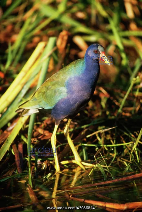 : Purple Gallinule : Purple Gallinule