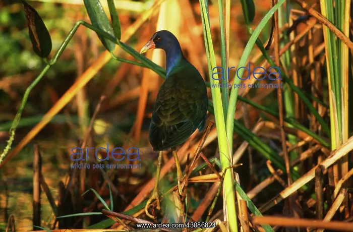 : Purple Gallinule : Purple Gallinule