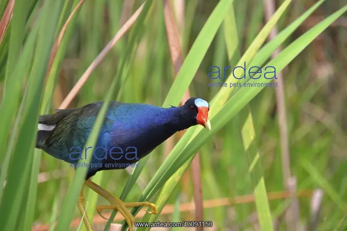 : Purple Gallinule : Purple Gallinule