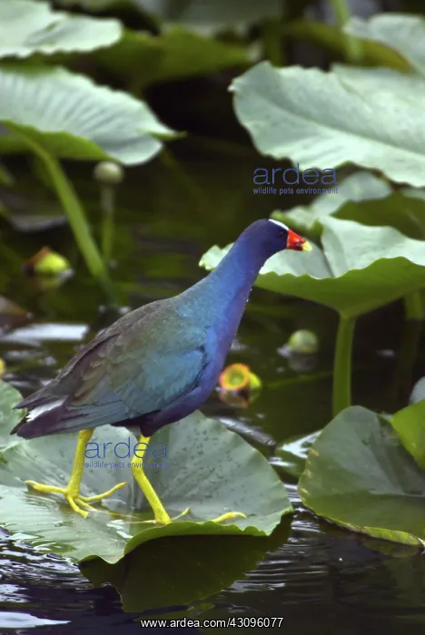 : Purple Gallinule : Purple Gallinule