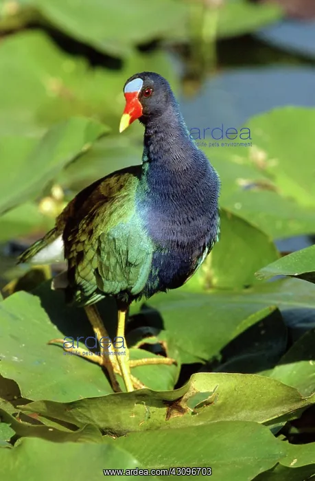 : Purple Gallinule : Purple Gallinule
