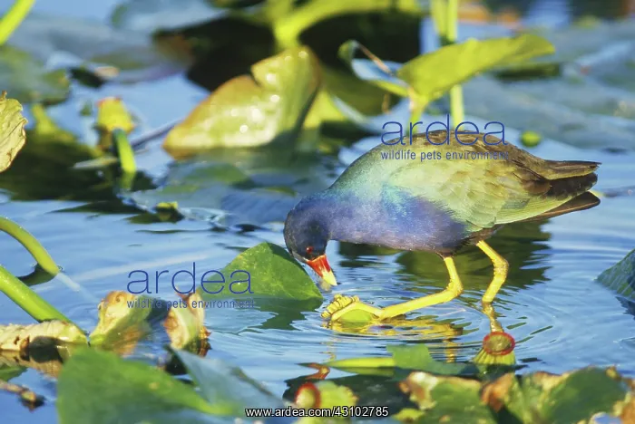 : Purple Gallinule : Purple Gallinule