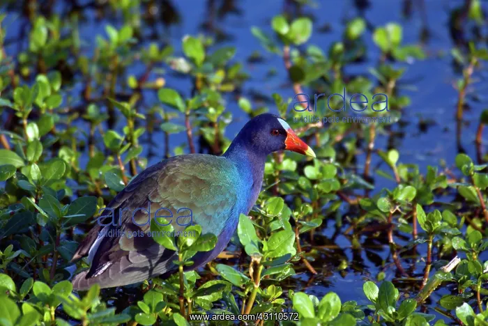 : Purple Gallinule : Purple Gallinule