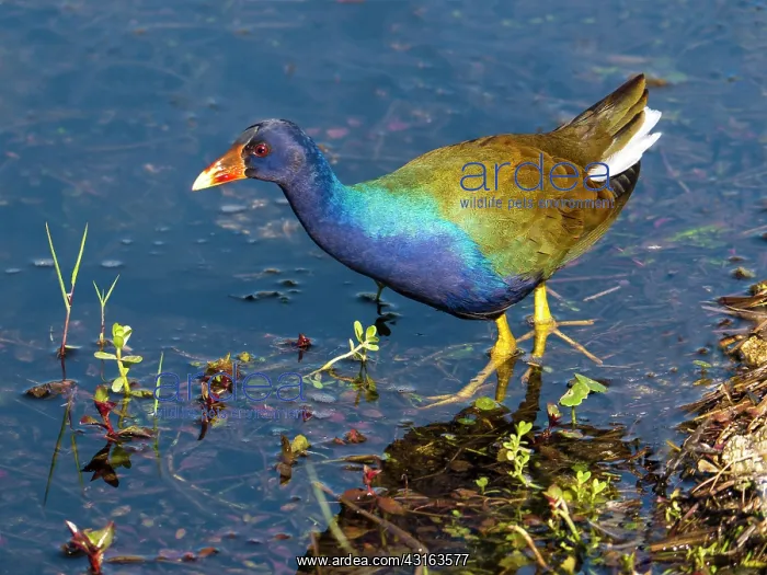 : Purple Gallinule : Purple Gallinule