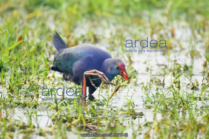 : Purple Gallinule - feeding in wetlands : Purple Gallinule - feeding in wetlands