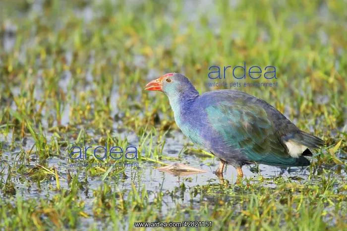 : Purple Gallinule - feeding in wetlands : Purple Gallinule - feeding in wetlands