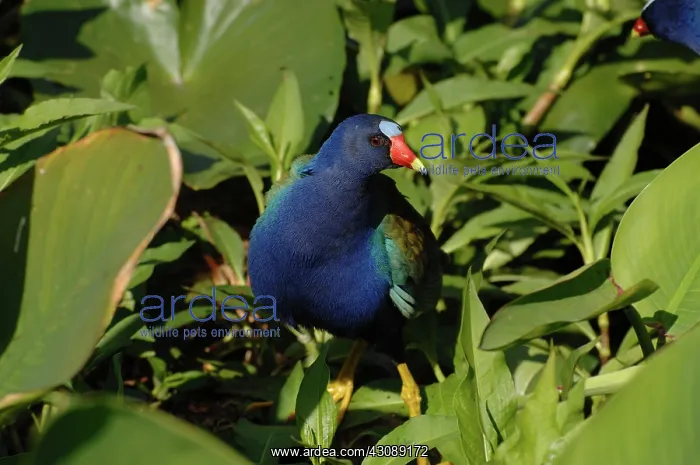 : Purple Gallinule female : Purple Gallinule female