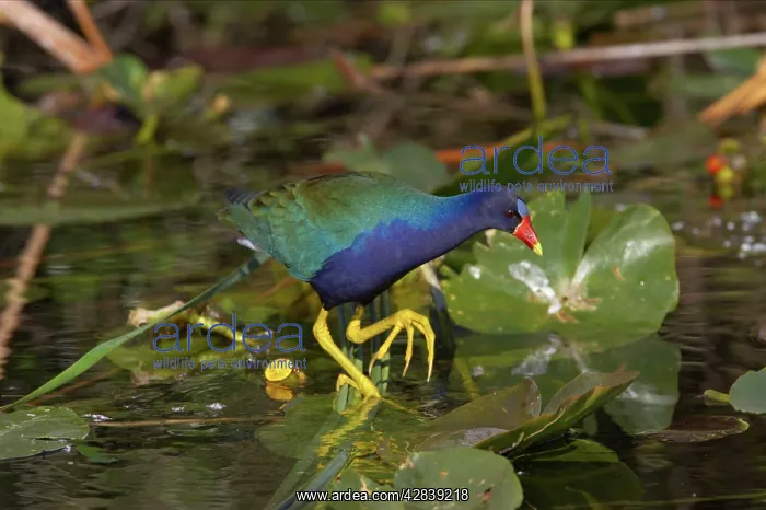 : Purple Gallinule - amongst lilly pads : Purple Gallinule - amongst lilly pads