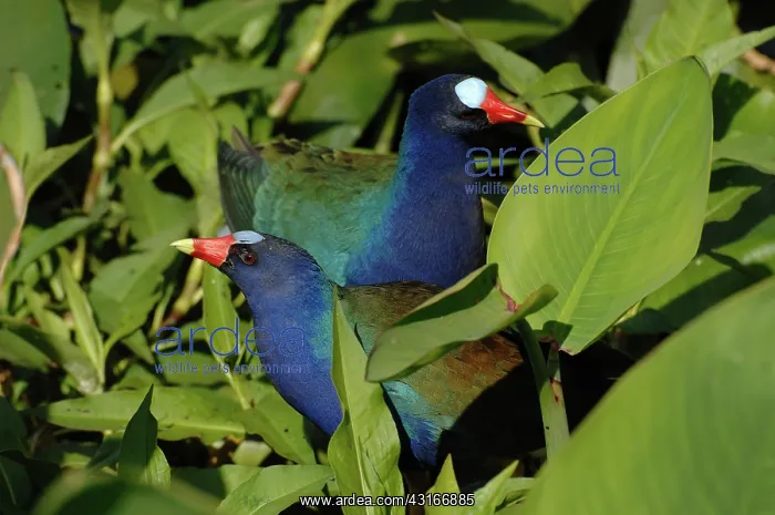 : Purple Gallinule pair : Purple Gallinule pair