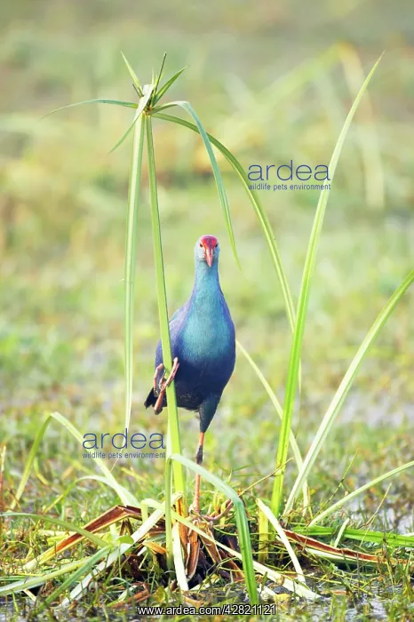: Purple Gallinule - on Papyrus : Purple Gallinule - on Papyrus