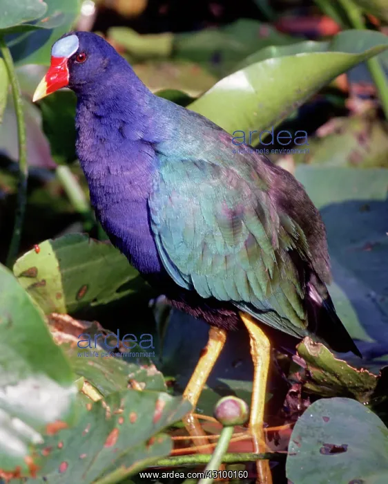 : Purple Gallinule (Porphyrio martinica) : Purple Gallinule (Porphyrio martinica)
