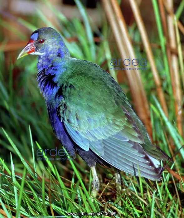  : Purple Gallinule (Porphyrio martinica)