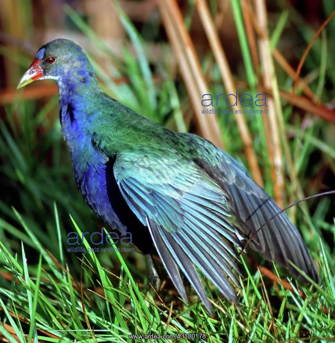 : Purple Gallinule (Porphyrio martinica) : Purple Gallinule (Porphyrio martinica)