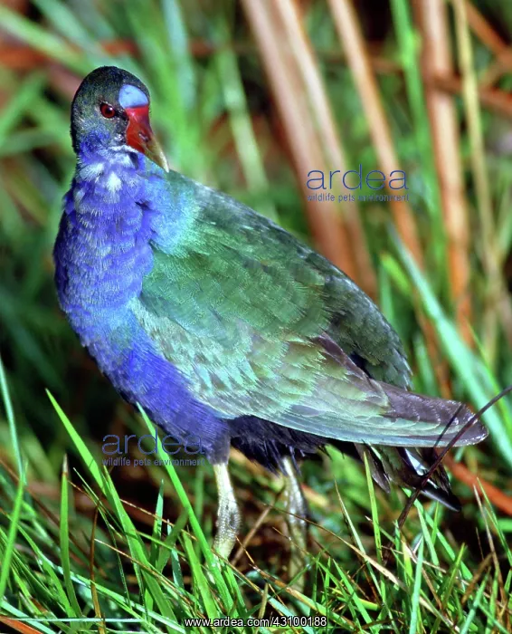 : Purple Gallinule (Porphyrio martinica) : Purple Gallinule (Porphyrio martinica)
