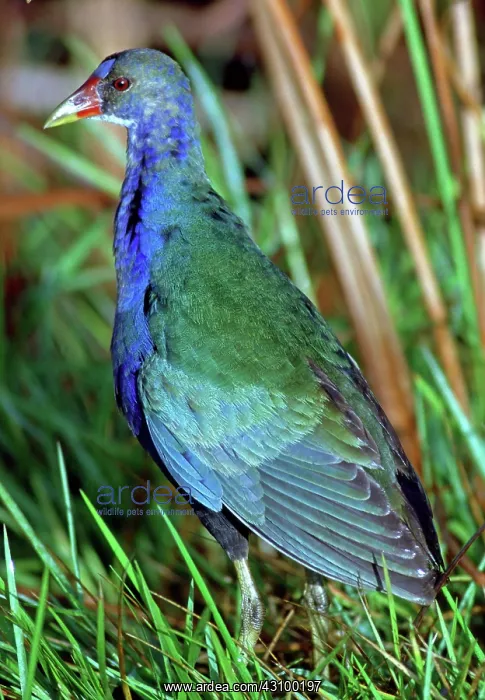 : Purple Gallinule (Porphyrio martinica) : Purple Gallinule (Porphyrio martinica)