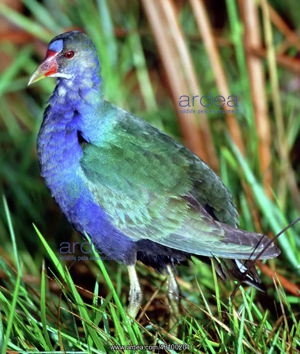 : Purple Gallinule (Porphyrio martinica) : Purple Gallinule (Porphyrio martinica)