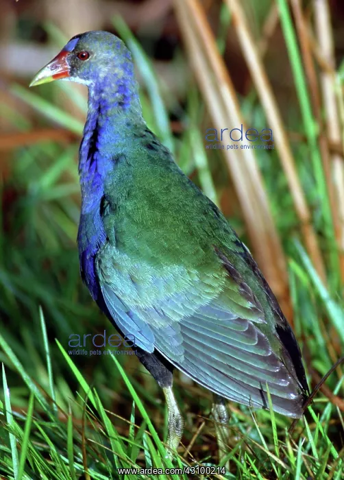 : Purple Gallinule (Porphyrio martinica) : Purple Gallinule (Porphyrio martinica)