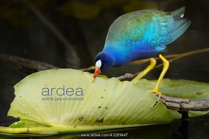 : Purple Gallinule (Porphyrio martinica) feeding : Purple Gallinule (Porphyrio martinica) feeding