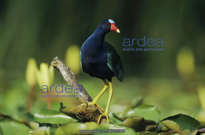 : Purple Gallinule (Porphyrula martinica), adult perched : Purple Gallinule (Porphyrula martinica), adult perched
