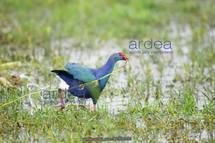 : Purple Gallinule - running : Purple Gallinule - running