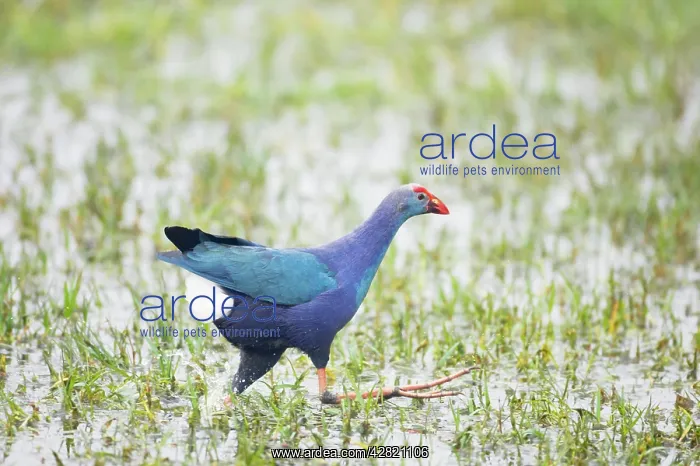 : Purple Gallinule - running : Purple Gallinule - running