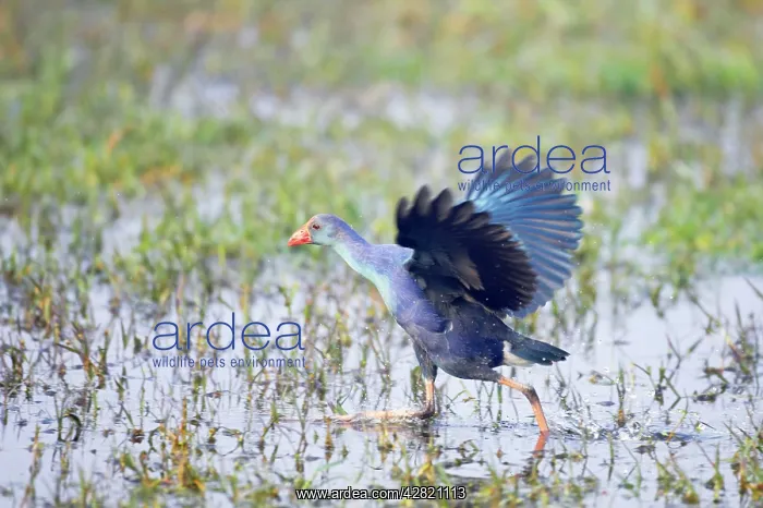 : Purple Gallinule - running : Purple Gallinule - running