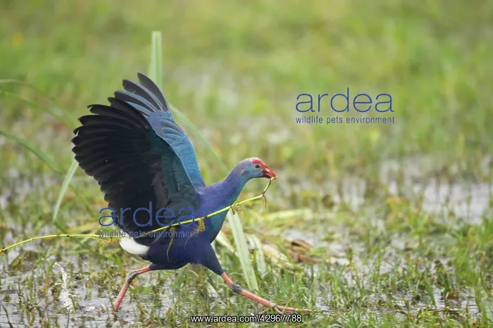 : Purple Gallinule / Swamp-hen - running with grass in mouth : Purple Gallinule / Swamp-hen - running with grass in mouth