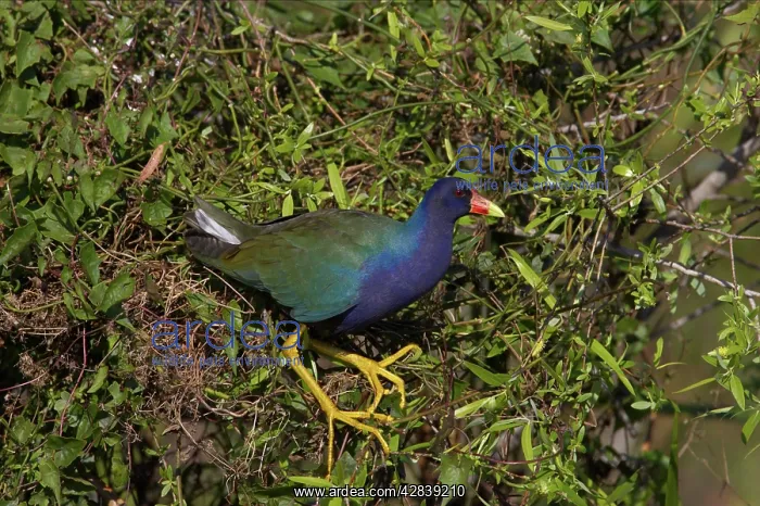 : Purple Gallinule in willow bush : Purple Gallinule in willow bush