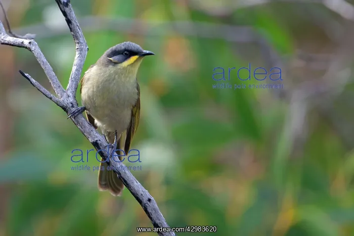 : Purple-gaped Honeyeater : Purple-gaped Honeyeater