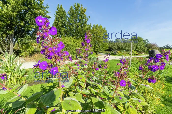 : Purple Glory Tree, Tibouchina grandifolia, Ecole : Purple Glory Tree, Tibouchina grandifolia, Ecole
