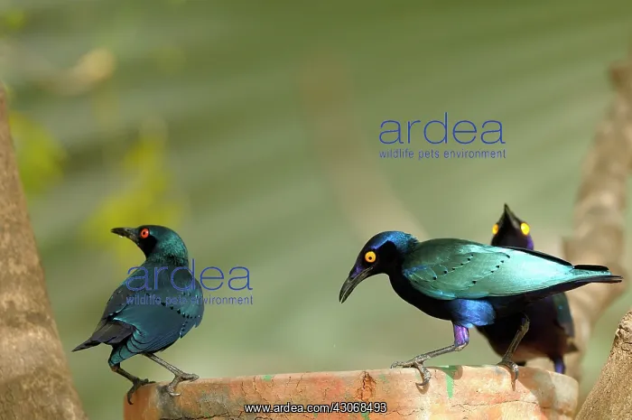 : Purple Glossy Starling : Purple Glossy Starling