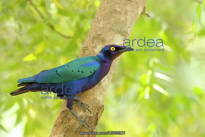 : Purple Glossy Starling : Purple Glossy Starling
