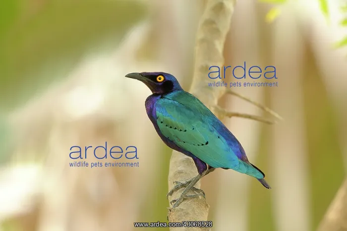 : Purple Glossy Starling : Purple Glossy Starling