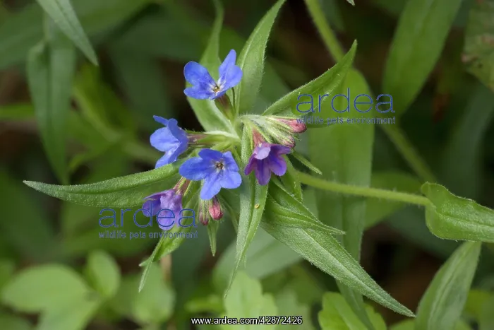 : Purple gromwell in flower in woodland : Purple gromwell in flower in woodland