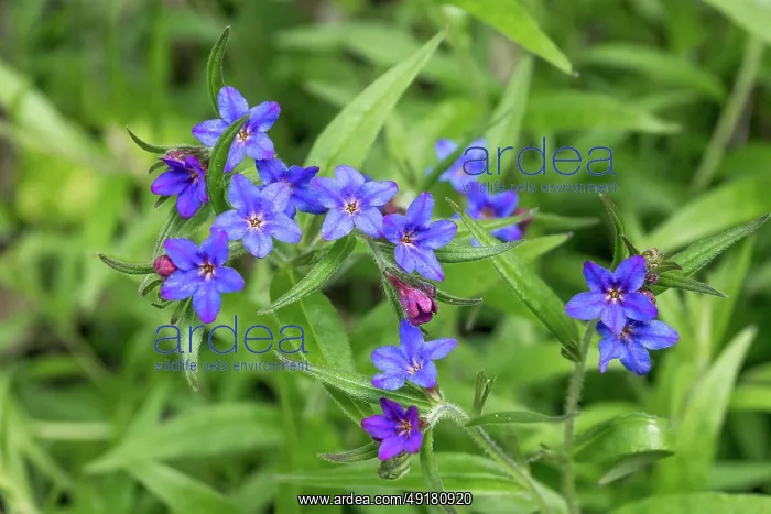  : Purple Gromwell - Flowering - UK