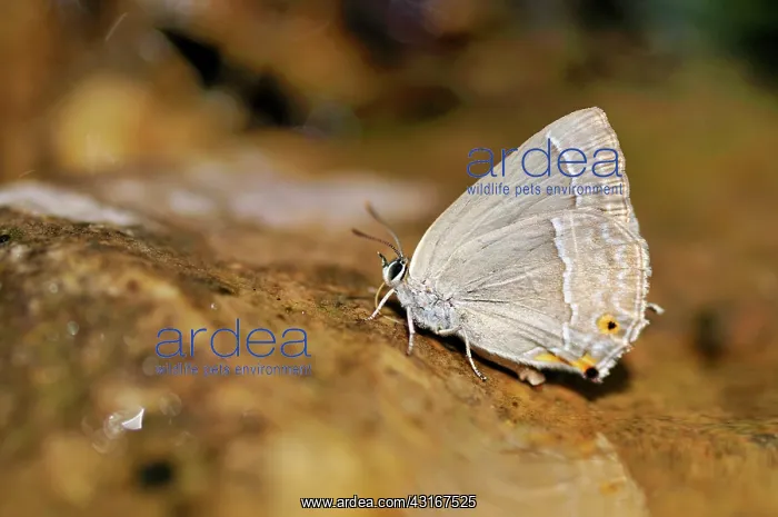 : Purple Hairstreak : Purple Hairstreak