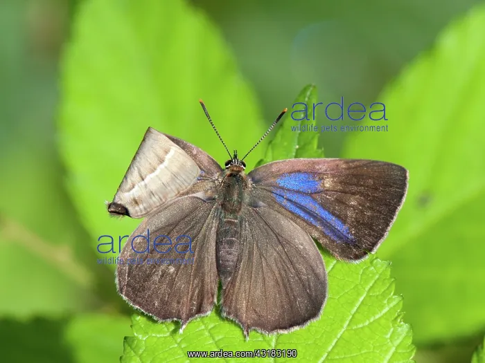 : Purple Hairstreak : Purple Hairstreak