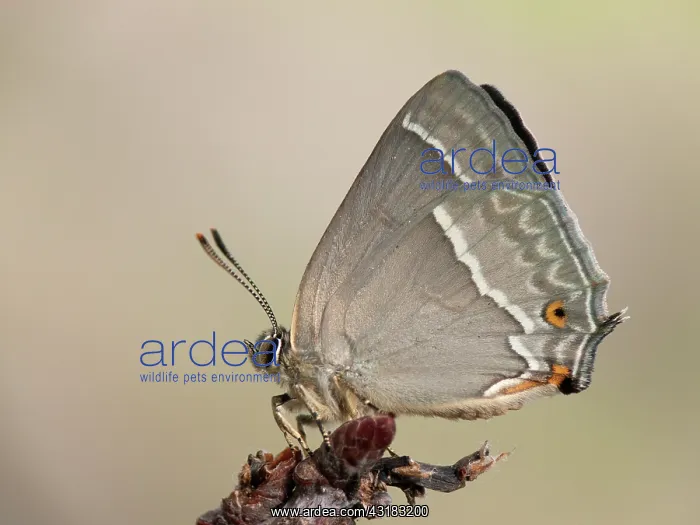 : Purple Hairstreak : Purple Hairstreak